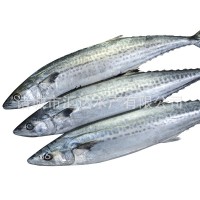 鲅魚 馬鮫魚 提供定制 請?zhí)峁┮?guī)格 加工要求 包裝要求