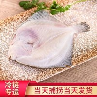新鮮多寶魚(yú)鮮活比目魚(yú) 海鮮魚(yú)類(lèi)批發(fā) 活凍大菱鲆鴉片魚(yú)鰈魚(yú)石斑魚(yú)