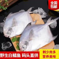 自家漁船捕撈東海舟山新鮮鯧魚(yú)大白鯧魚(yú)扁平魚(yú)海捕銀鯧魚(yú)海鮮水產(chǎn)