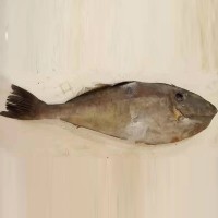 整條冷凍舟山馬面 魚深?；铛r扒皮魚 剝皮魚 海鮮馬面魚
