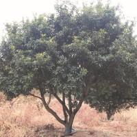 專業(yè)供應(yīng)浙江余姚楊梅 8公分楊梅樹苗 矮分支楊梅工程苗量大優(yōu)惠