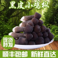 產(chǎn)地銷售云南特產(chǎn)黑皮雞樅菌新鮮雞樅菌農(nóng)產(chǎn)品食用菌煲湯食材