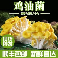 產(chǎn)地直供食用雞油菌云南新鮮雞油菌湯包食材批發(fā)云南特產(chǎn)菌菇鮮貨
