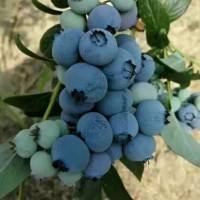 1-4年藍(lán)莓樹批發(fā) 薄霧 綠寶石 瑞卡 多少錢一棵