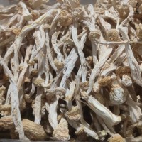 鑫榕鈺海鮮菇干貨剪根無根不開傘 海鮮菇菇香柄脆嫩蟹味菌菇