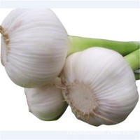 山東金鄉(xiāng)大蒜出口現(xiàn)貨出口網(wǎng)袋干蒜頭新鮮大瓣蒜自種紅白皮新大蒜
