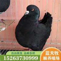觀賞鴿種鴿摩登那鴿子體型大 鳳尾鴿子苗一對(duì)出售觀賞鴿品種多