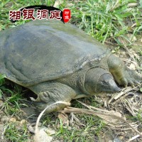 優(yōu)質(zhì)湘銀洞庭外塘放養(yǎng)甲魚(yú) 甲魚(yú) 中華鱉 團(tuán)魚(yú) 水魚(yú)（1.5-2斤）