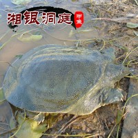 優(yōu)質(zhì)批發(fā)湘銀洞庭優(yōu)質(zhì)中華鱉 甲魚(yú) 水魚(yú) 團(tuán)魚(yú)（1.5-2斤）
