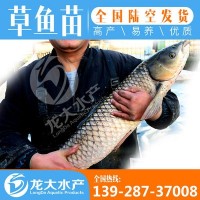 【現(xiàn)貨供應(yīng)】草魚苗 草魚苗 鯇魚苗 草鯇魚苗 魚苗