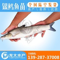【大量供應(yīng)】 淡水銀鱈魚苗 大鱗鲃魚苗 銀雪魚苗 全國可養(yǎng)