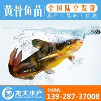 【現(xiàn)貨供應(yīng)】黃顙魚苗 黃辣丁魚苗 黃骨魚苗 雜交黃顙魚苗