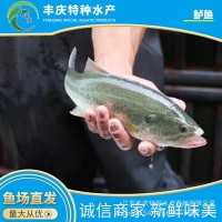 江蘇廠家供應(yīng)魚苗量大價(jià)優(yōu)全國供應(yīng)精品鱸魚苗 花鱸 大鱸鮫魚苗