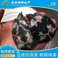 廠家供應(yīng)精品花鱉苗甲魚苗 外塘花鱉 生態(tài)花鱉 仿野生花鱉養(yǎng)殖