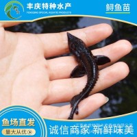 江蘇宿遷廠家供應(yīng)淡水養(yǎng)殖西伯利亞雜交鱘魚苗 觀賞活體鱘魚苗
