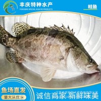 江蘇宿遷自家苗場淡水養(yǎng)殖優(yōu)質(zhì)精品桂花魚苗 鱖魚苗 桂魚苗