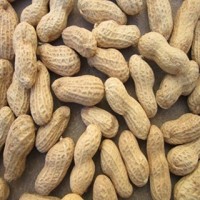 樣品鏈接用，帶殼黑花生黑雜糧， 五谷雜糧批發(fā) 營養(yǎng)廠家批發(fā)