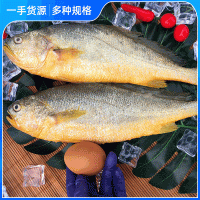 黃花魚500g新鮮魚大黃魚鮮活海鮮水產(chǎn)冷凍生鮮小深海魚鮮海魚