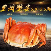 大閘蟹全母蟹套餐5.0-5.5兩鮮活螃蟹禮盒代發(fā)【5兩母蟹】
