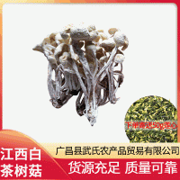 2021年新貨江西白茶樹菇干茶樹菇批發(fā)