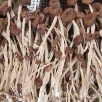 2022年新貨江西廣昌三號(hào)不開傘茶樹菇干貨 批發(fā)