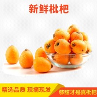 攀枝花米易枇杷早熟新鮮早鐘枇杷3斤5斤包郵直發(fā)一件代發(fā)