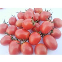 預(yù)售產(chǎn)地直銷水果千禧圣女果小番茄現(xiàn)摘現(xiàn)發(fā)新鮮一件代發(fā)