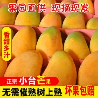 芒果小臺(tái)農(nóng)芒廣西百色產(chǎn)地應(yīng)季水果直發(fā)批發(fā)一件代發(fā)