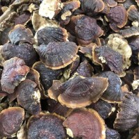 東北靈芝中大號(hào)精選椴木靈芝