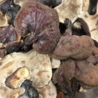 西藏靈芝中大號(hào)高原西藏靈芝