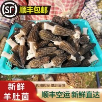 新鮮羊肚菌2022羊肚菌鮮貨 食用菌煲湯食材 產(chǎn)地直供一件代發(fā)