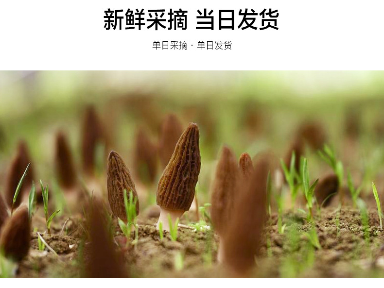 新鮮羊肚菌詳情頁(yè)_08