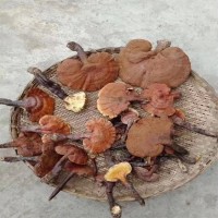 靈芝 高山野生靈芝 新貨干貨青川特產(chǎn)靈芝可煮茶煲湯泡酒靈芝粉等