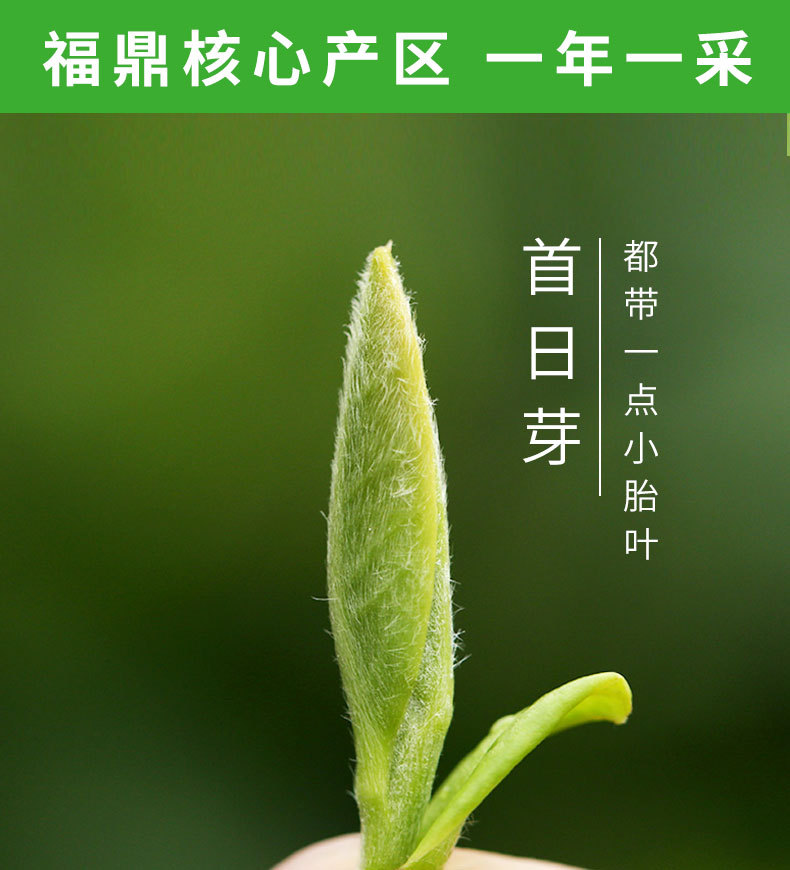 2022年頭采銀針-fx_08.jpg