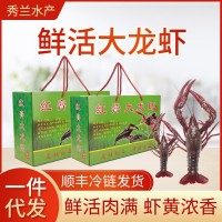 現(xiàn)貨鮮活小龍蝦水產(chǎn)清水蝦淡水養(yǎng)殖456錢(qián)生鮮小龍蝦5斤興化水產(chǎn)