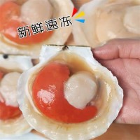 連云港海鮮冷凍大元貝 冷凍半殼扇貝 凍元貝肉 夏威夷大扇貝 批發(fā)