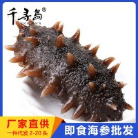 即食海參批發(fā) 大連海參遼刺參非干貨廠家直供一件代發(fā)2-20頭