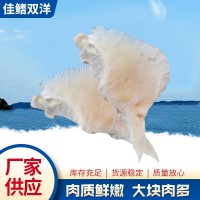 魚翅現(xiàn)貨批發(fā) 煲湯煮粥海產(chǎn)品魚翅 速凍海產(chǎn)品獨(dú)立包裝魚翅廠家