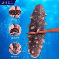 大連鮮食海參即食海參口感Q彈 6-8頭規(guī)格鮮活海參大連海參500g/盒