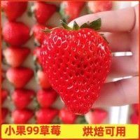 丹東99草莓 新鮮久久紅顏東港基地現(xiàn)摘小果九九草莓 烘焙用草莓