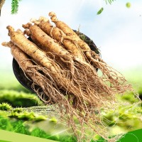人參長(zhǎng)白山野山參新鮮人參帶土東北鮮參現(xiàn)挖整枝大小人參苗鮮人參
