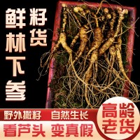新鮮林下參長白山野山參東北人參野生籽貨老山叁禮盒泡酒現(xiàn)貨代發(fā)