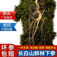 林下參15年新鮮泡酒野山參老山參東北移山參現(xiàn)挖籽貨長白山人參
