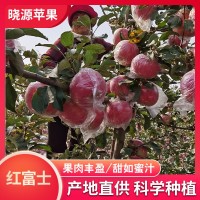 山西紅富士蘋果10斤當(dāng)季新鮮水果冰糖心蘋果孕婦脆甜大蘋果整箱