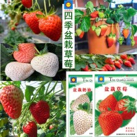 四季草莓籽陽臺庭院種植奶油盆栽紅草莓奶油草莓種孑批發(fā)天旸高科