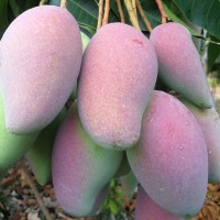 【催熟食用】廣西百色芒果貴妃芒 新鮮水果現(xiàn)摘現(xiàn)發(fā) 一件代
