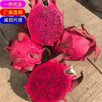 海南金都一號紅心火龍果5斤裝現(xiàn)摘現(xiàn)發(fā)新水果一件代發(fā)