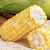 新鮮現(xiàn)摘水果玉米整箱9斤生吃甜玉米棒子爆漿甜谷米蔬菜