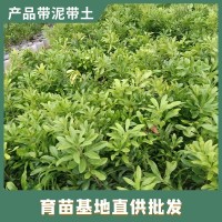 優(yōu)惠批發(fā) 硬絲東魁楊梅苗嫁接袋苗 下單前請與商家商議運費