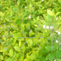 供應(yīng)防沙造林樹(shù)種許樹(shù)袋苗（苦藍(lán)盤(pán)、苦郎樹(shù)、假茉莉 ）